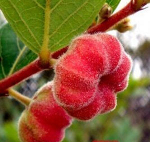 潮汕青草药书大全,潮汕青草药使用大全