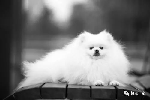 宠物交易骗局视频大全,宠物售卖骗局套路