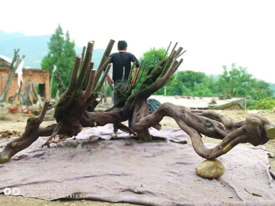 上山挖盆景树桩注意事项,山上挖什么树桩做盆景好呢