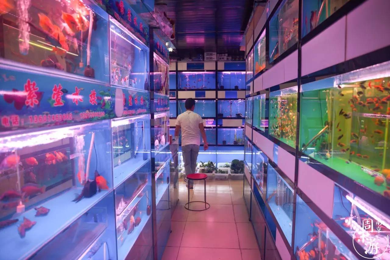 南京市最大的花鸟鱼虫市场在哪里,逛花鸟鱼虫市场的视频