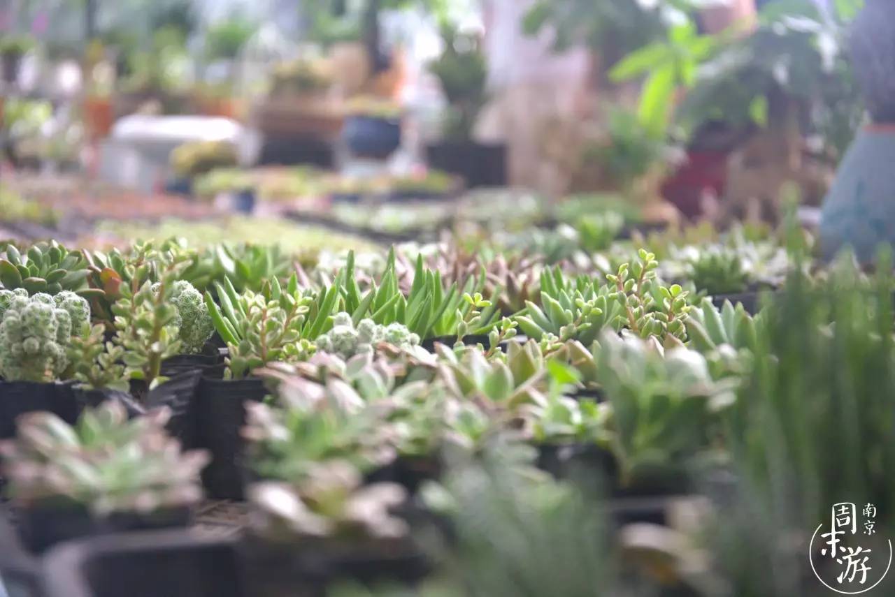 逛花鸟鱼虫市场的视频,南京花鸟鱼虫市场