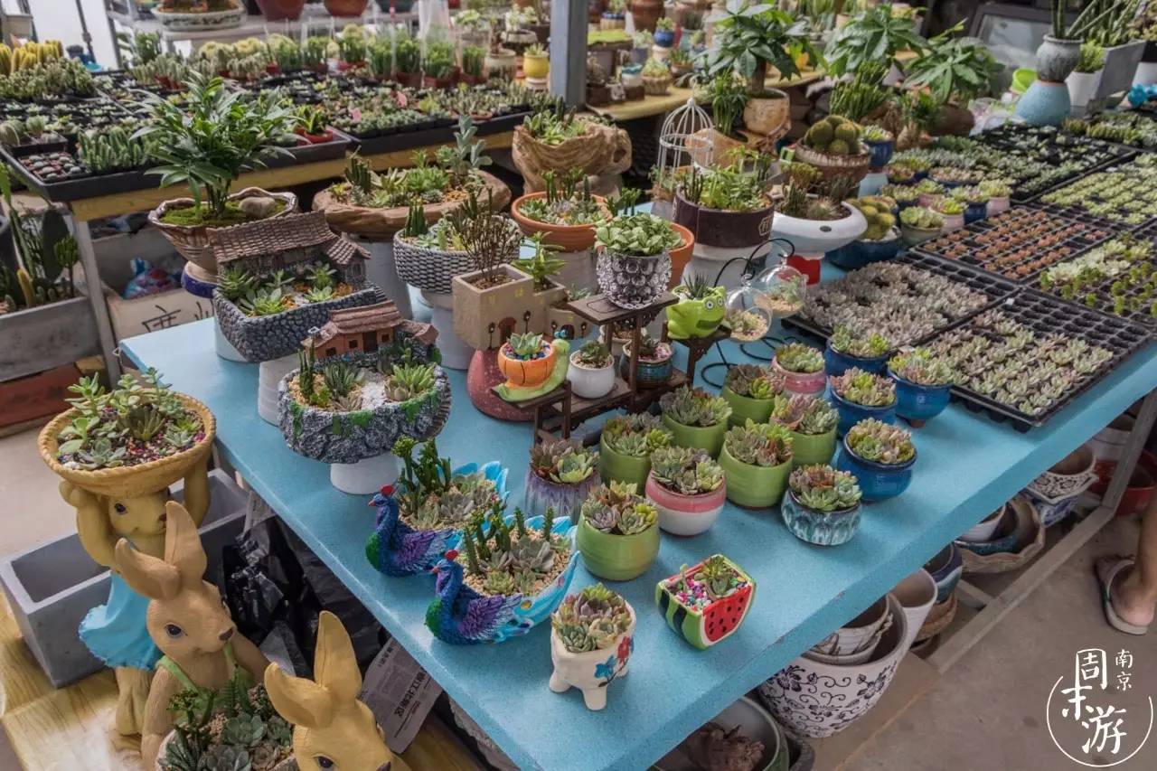 逛遍整个南京城,南京的花鸟市场在什么地方