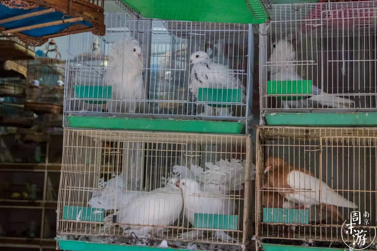南京夫子庙花鸟鱼虫市场,南京花鸟鱼虫市场