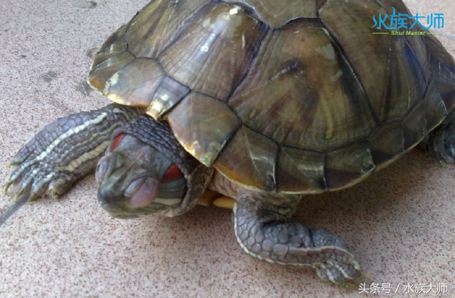 龟容易得的病和防范方式,怎样才可以判断龟龟生病了
