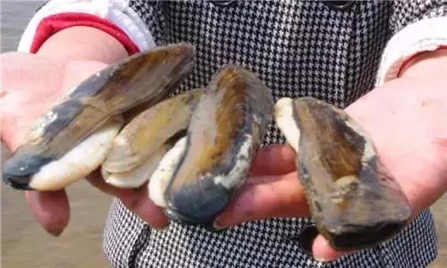 全球公认最好吃的五种贝类,比较特别的贝类有哪些