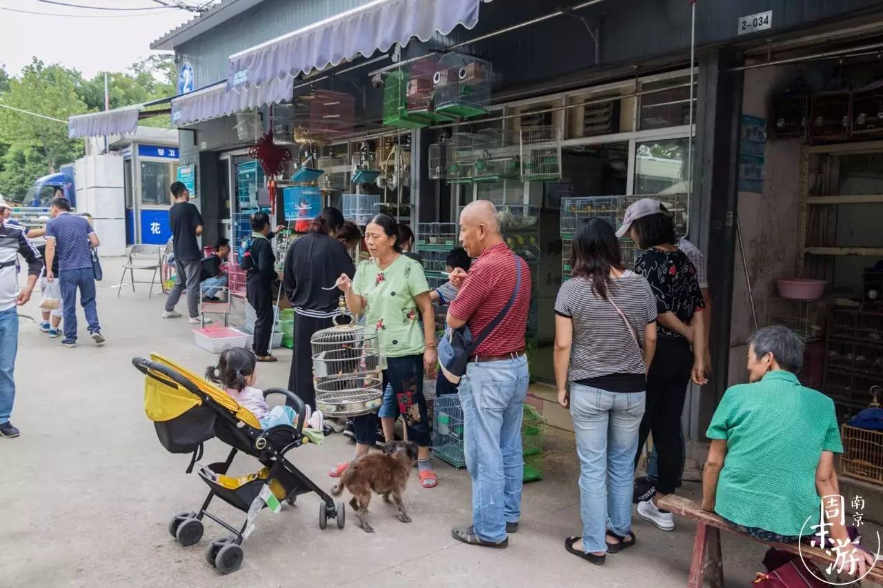 南京夫子庙花鸟鱼虫市场,南京花鸟鱼虫市场