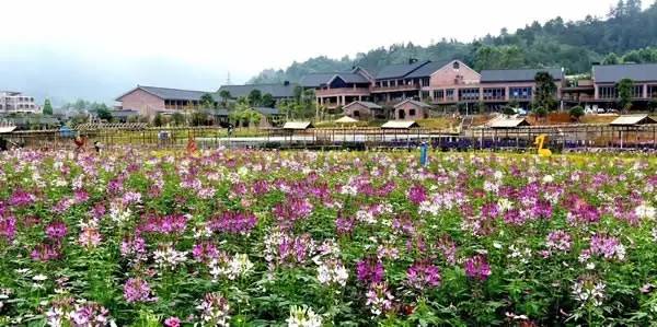 住在梦境般的黄姚花海之中，找回久违了的诗意与远方