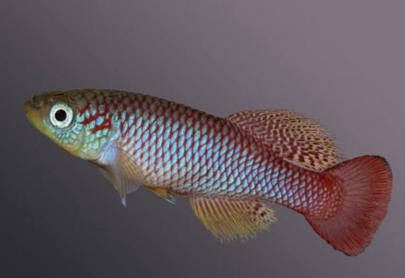 地球从来就不缺少神秘——关于地球上的10种自然谜团