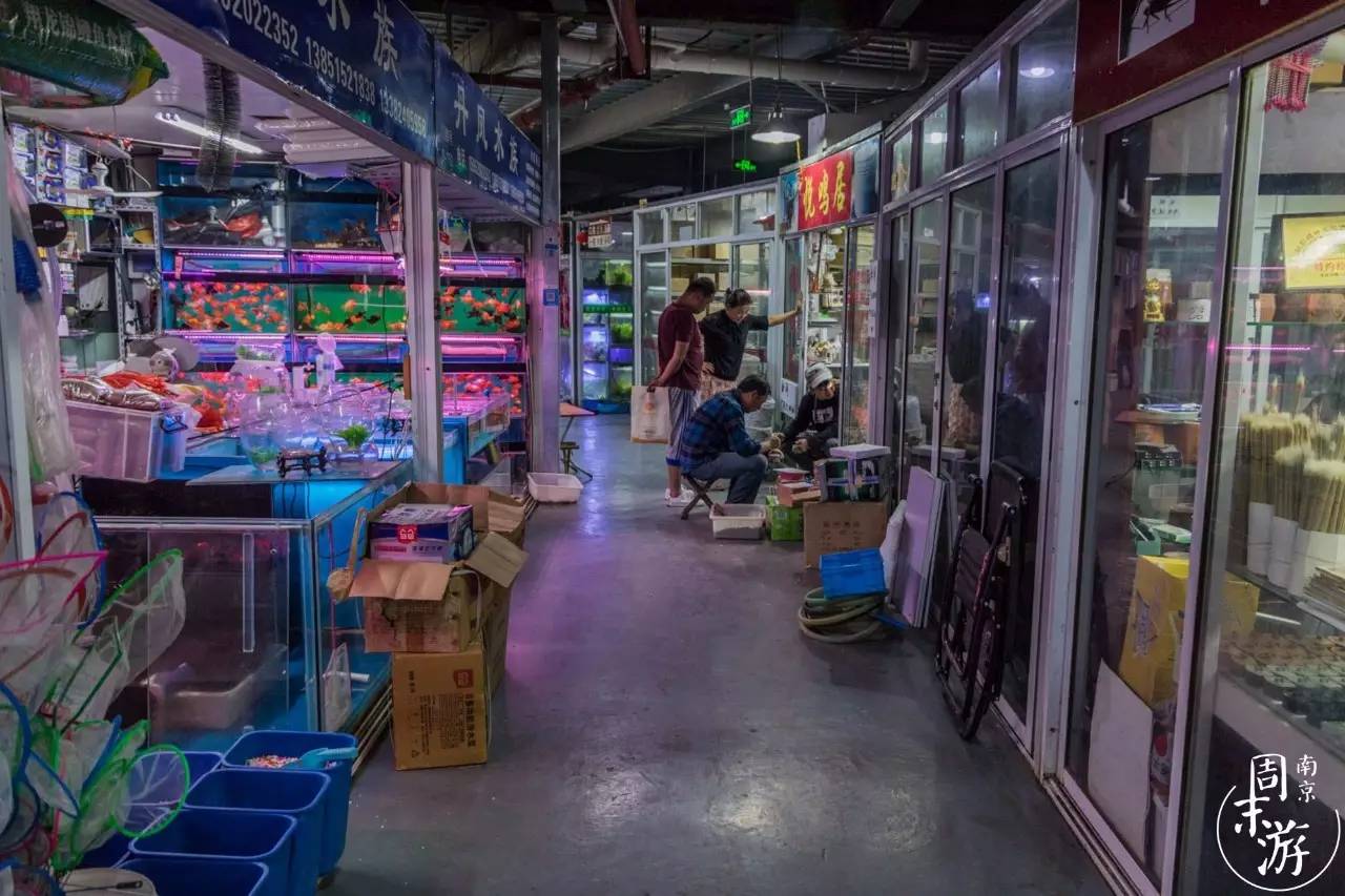 逛遍整个南京城,南京的花鸟市场在什么地方