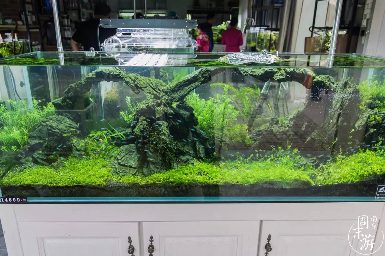 逛南京花卉市场视频,南京夫子庙花鸟鱼虫市场