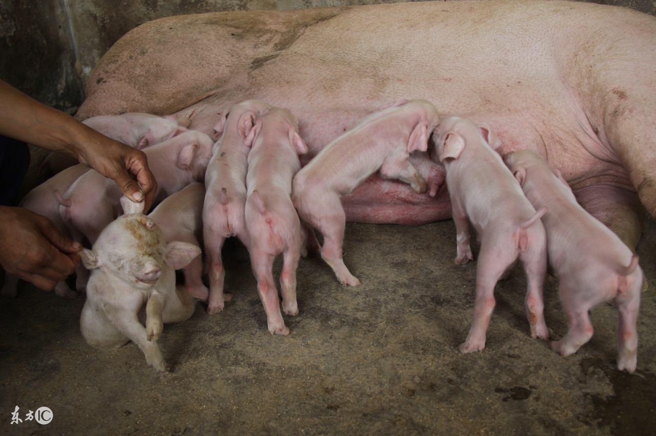 仔猪腹泻最快的治疗方法,仔猪腹泻拉稀的最佳治疗方法