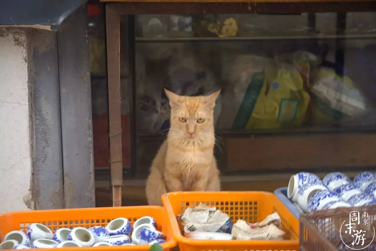 逛花鸟鱼虫市场的视频,南京花鸟鱼虫市场