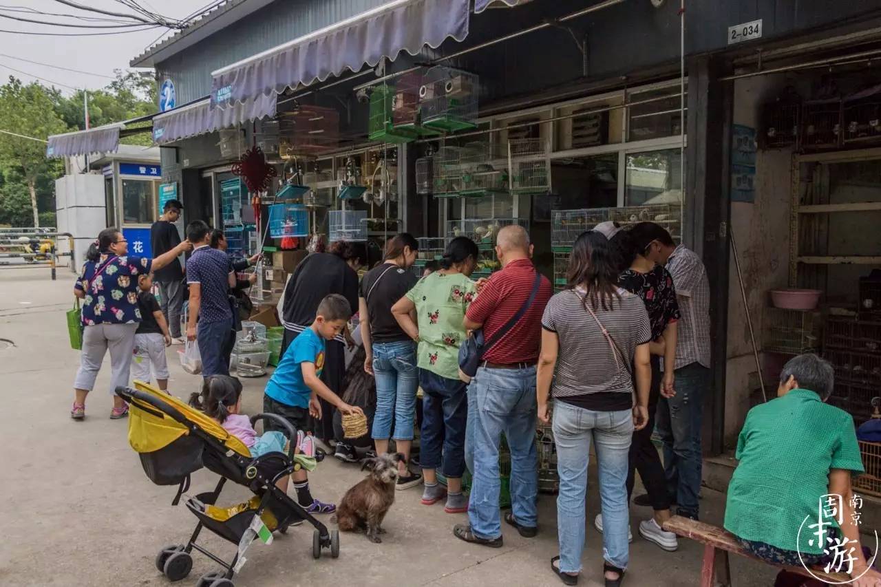 逛遍整个南京城,南京的花鸟市场在什么地方