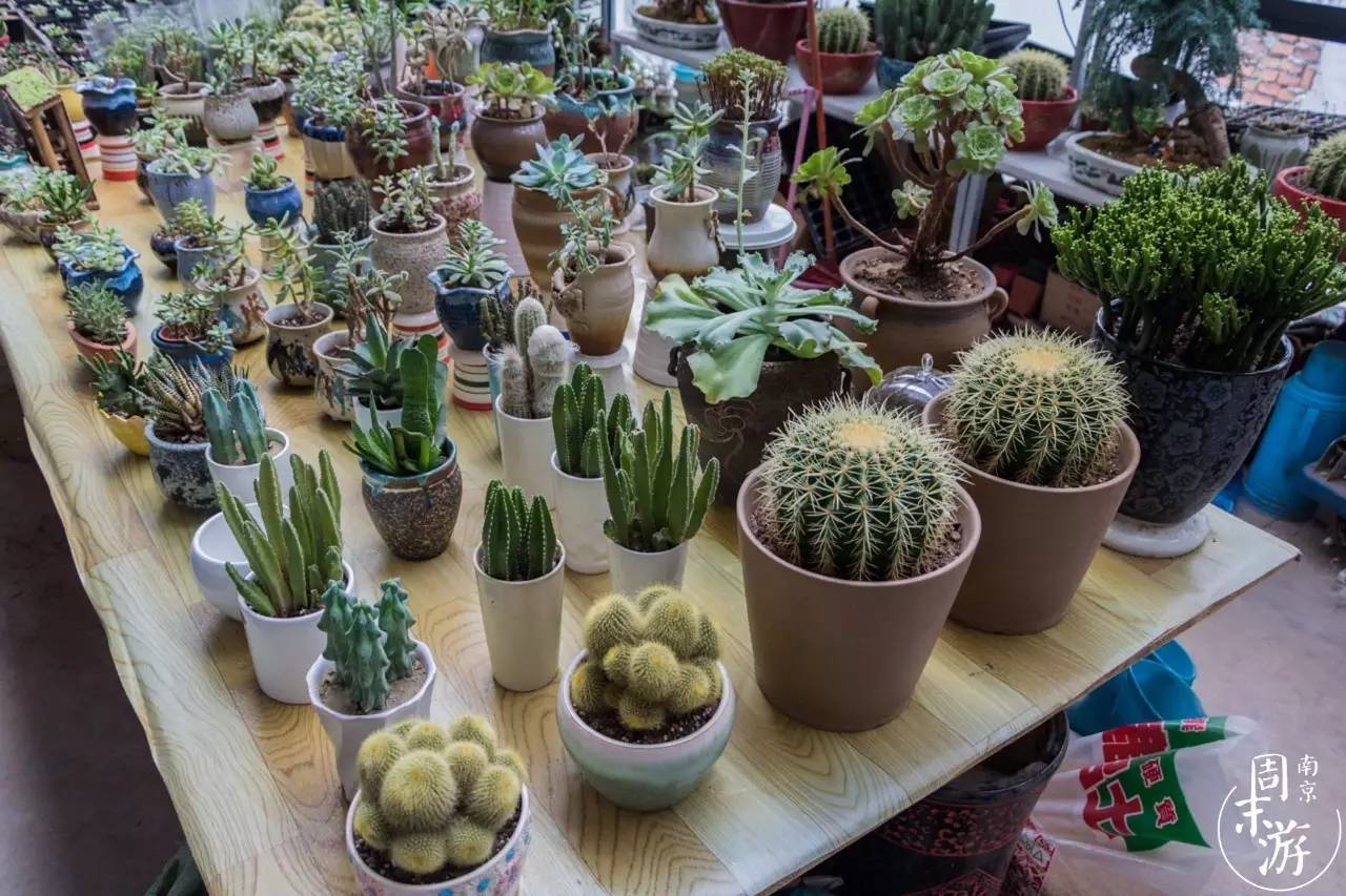 南京有几个花鸟鱼虫市场,南京湿地公园花鸟鱼虫市场在哪里