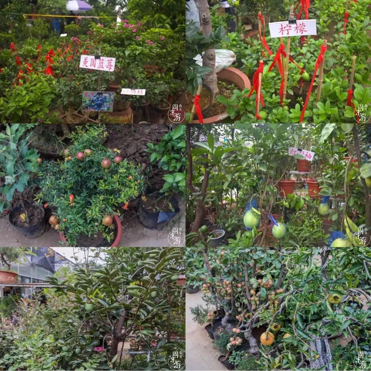 逛各种花鸟市场,南京花鸟鱼虫市场失火