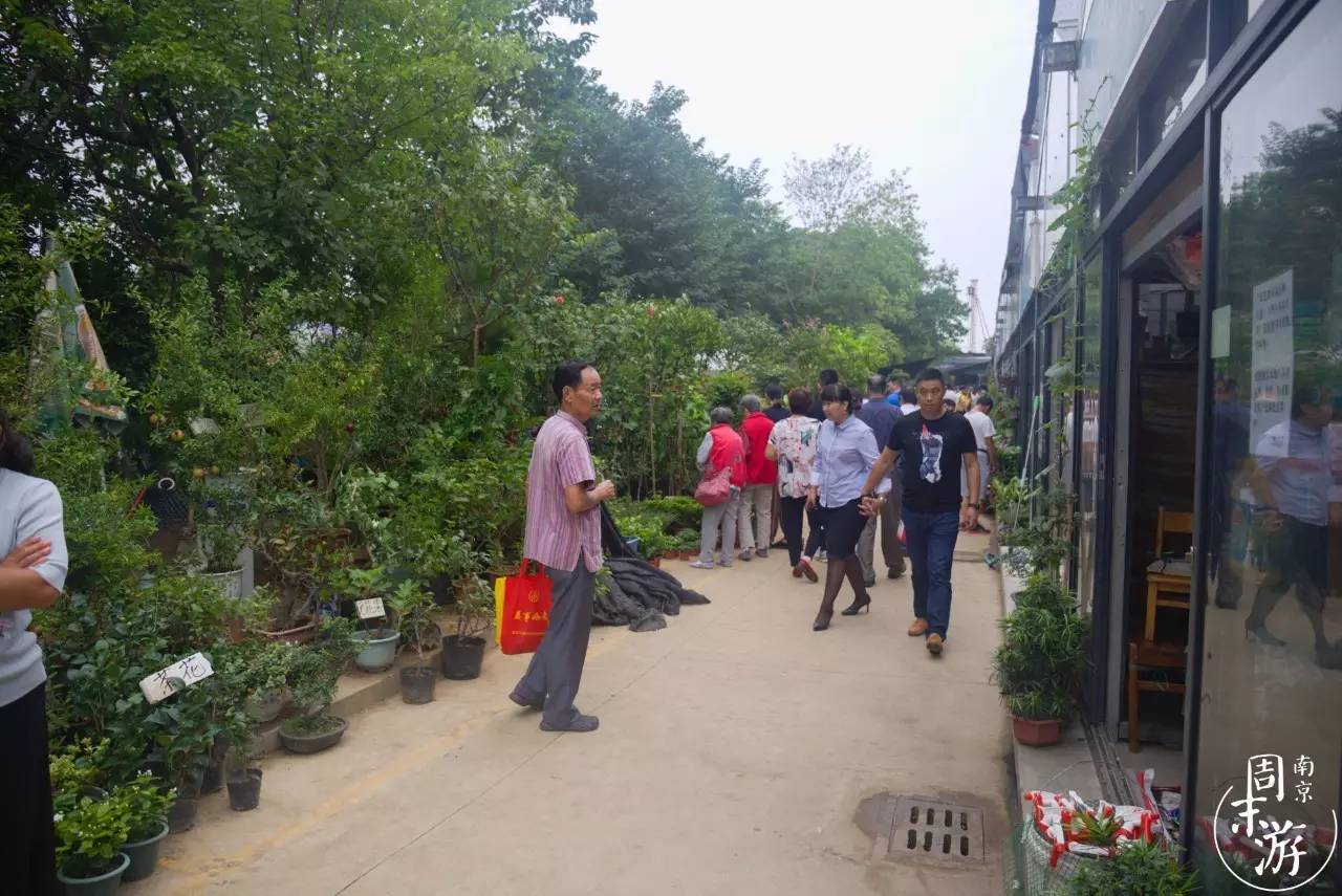 逛遍整个南京城,南京的花鸟市场在什么地方