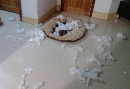 1000元二哈 (二哈为什么不值得买)