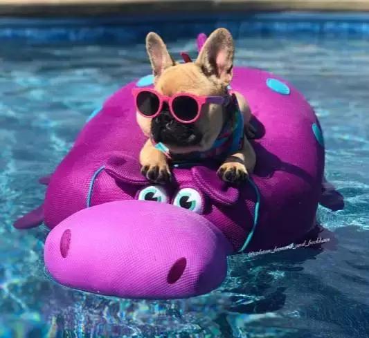 致狗狗的最后一封信,致养狗人士的一封公开信