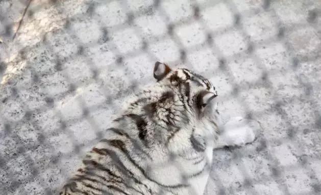 初冬掠影,哈尔滨的冬日魅力