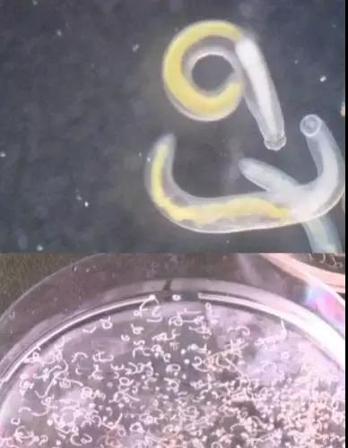 怎么有效杀死土里的虫子,杀死虫子办法有哪些呢