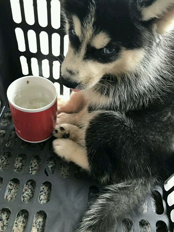 哈士奇幼犬得细小还救吗,哈士奇幼犬得细小是什么样的