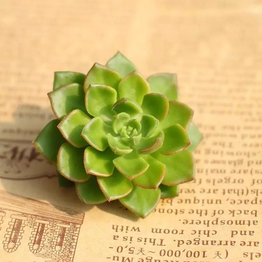 网上买回来的多肉怎么处理,网上买回来多肉晾几天处理