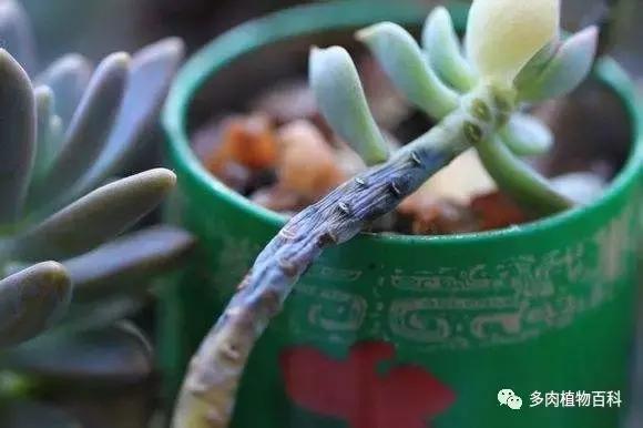 多肉菌类病怎么治,多肉的病虫草害主要有哪些