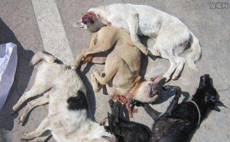 琥珀胆碱偷狗,琥珀胆碱对狗的危害