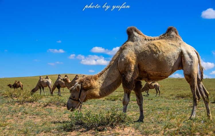 五一锡林郭勒游玩,几月份游锡林郭勒适合