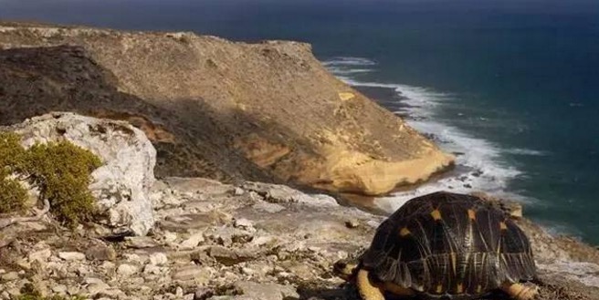 辐射陆龟怎样养长得快,辐射陆龟苗子好养吗