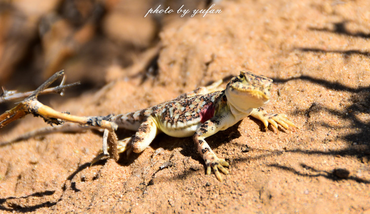 五一锡林郭勒游玩,几月份游锡林郭勒适合