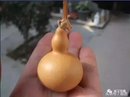 葫芦老掉龙头怎么办,葫芦的龙头快掉了怎么办