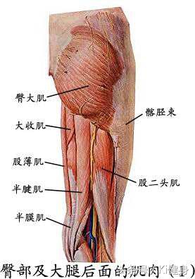 腹直肌及腹直肌分离,产后腹直肌分离