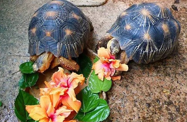 辐射陆龟怎样养长得快,辐射陆龟苗子好养吗