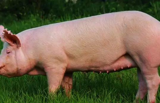 母猪生殖器有炎症怎么办,母猪泌尿系统疾病