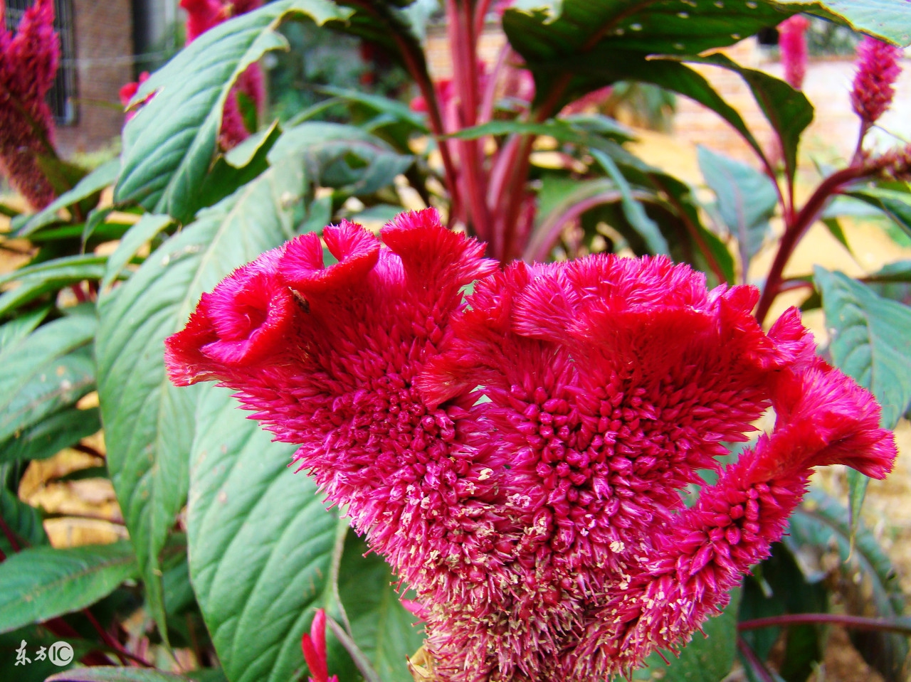 4招教您在家中摆放这些植物,旺财又助运!