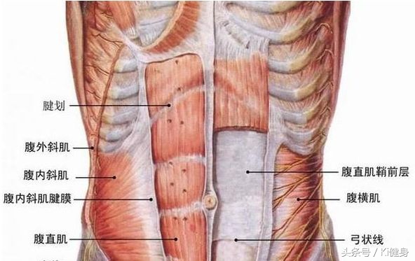 腹直肌及腹直肌分离,腹直肌脐部分离