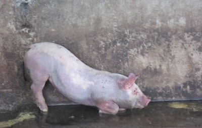中猪突然倒地的原因,猪主倒地突然死亡什么原因