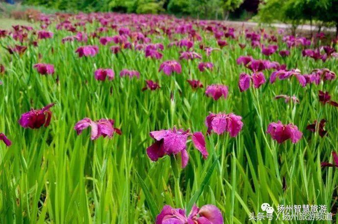 扬州农家乐游玩攻略,扬州十大最美农家乐