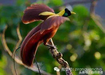 大卫爱登堡2024,美得令人窒息英文