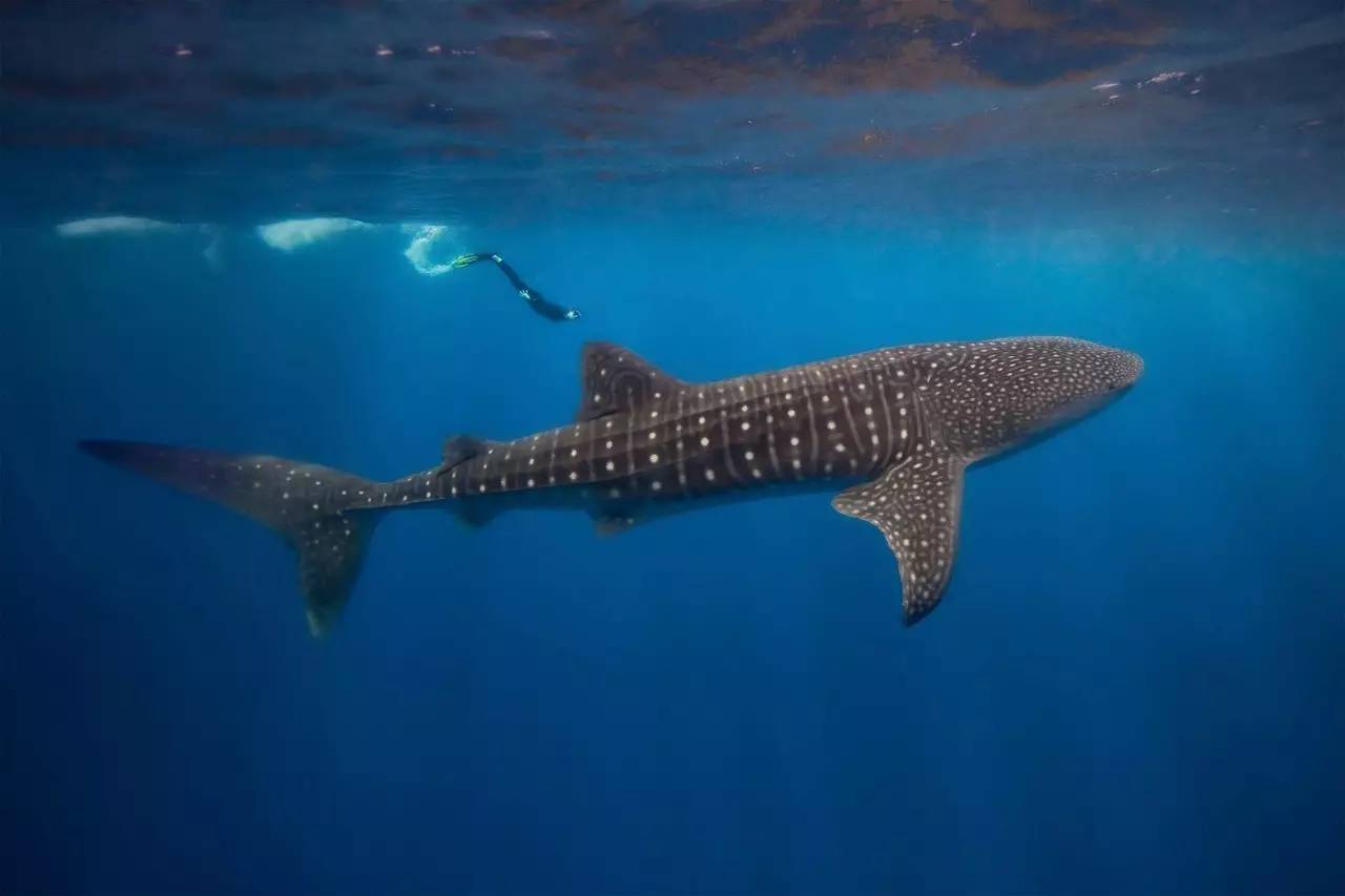 鲸鲨是温柔的还是凶残的,最善良的鲸鲨