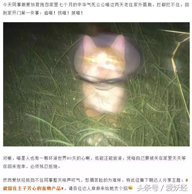 对猫咪真正有用的化毛产品,爱妖经