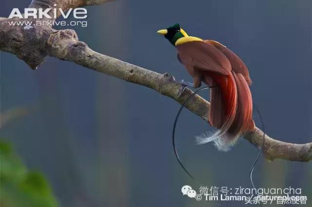 大卫爱登堡2024,美得令人窒息英文