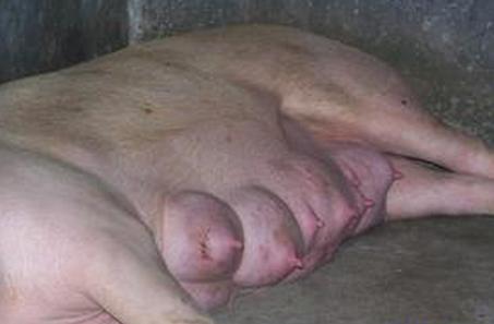 母猪生殖器有炎症怎么办,母猪泌尿系统疾病