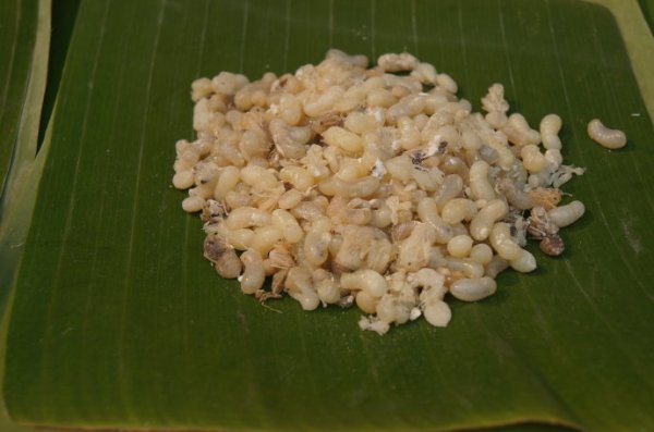 这些美味的虫子你敢吃吗,盘点可以吃的虫子