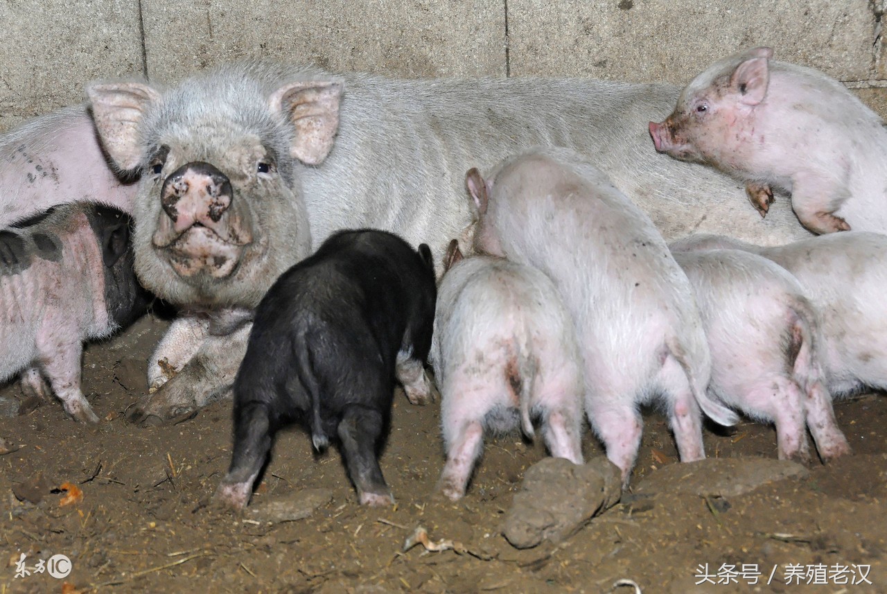 后备母猪子宫内膜炎最佳治疗方法,蓝耳病会引起母猪子宫内膜炎吗