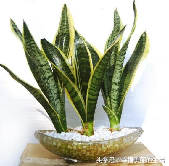 虎尾兰的栽培方法和注意事项,虎尾兰的种植方法