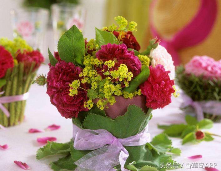 曾是西方炼金术师的宠儿，如今仍是“女士的斗篷”