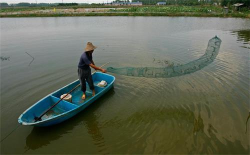 诱捕龙虾地笼正确方法,地笼捕龙虾最快最多的办法