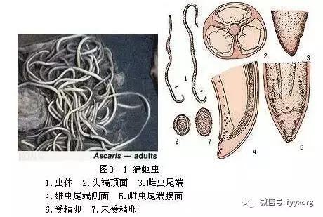 猪体内有寄生虫是什么症状,猪体外寄生虫怎么治疗用什么药